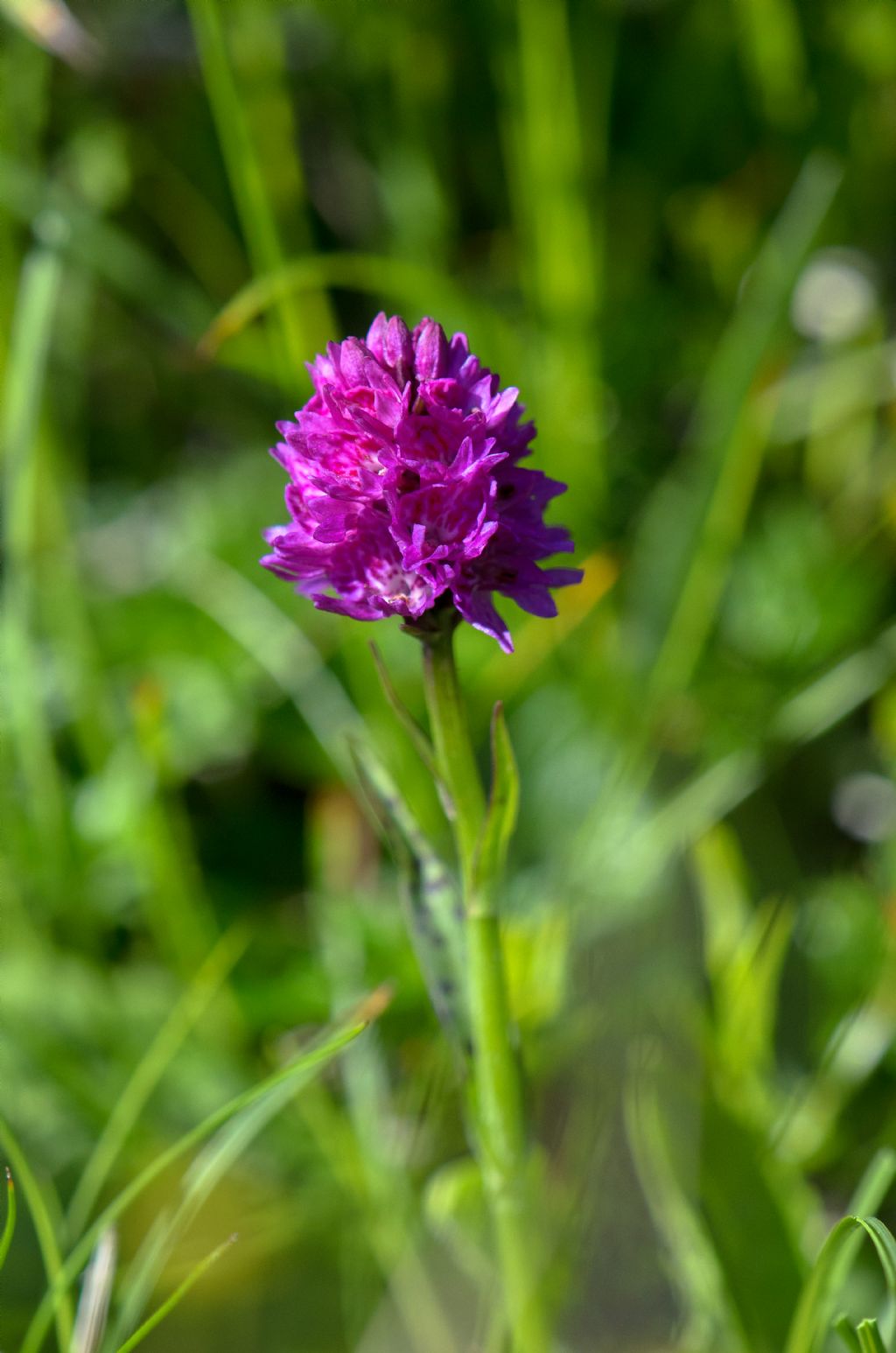 x Dactylodenia tourensis (Godfery) B.Bock 2012